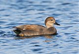 Gadwall